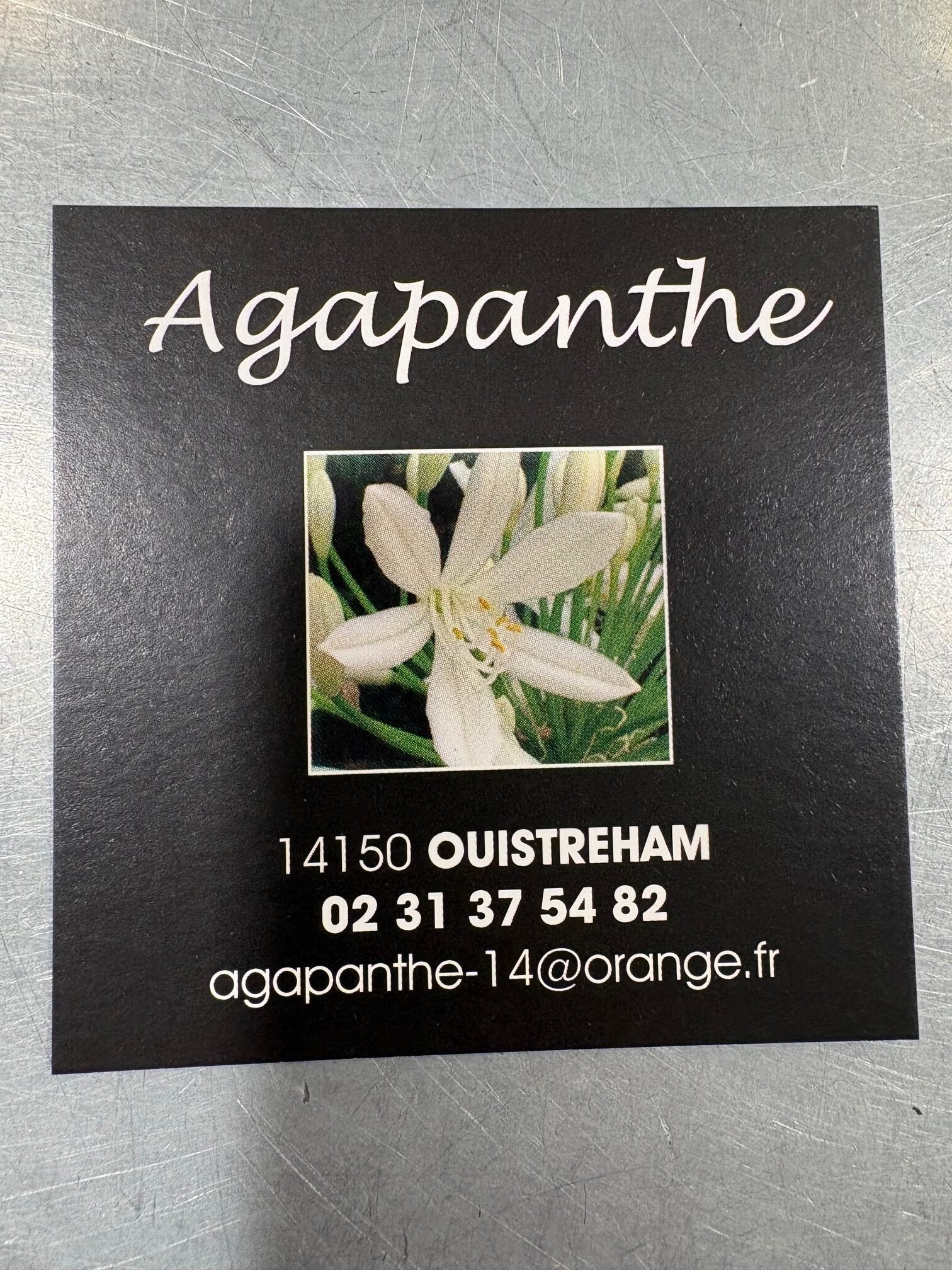AGAPANTHE